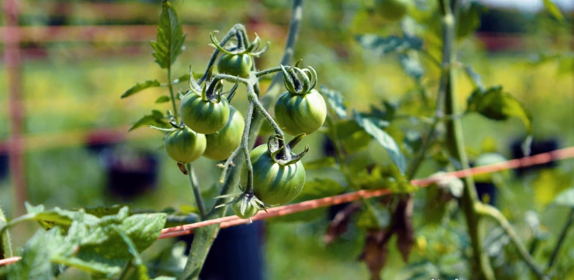 How To Grow Cherry Tomatoes